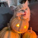 Discovery icon for kitty 🎃 Discord server
